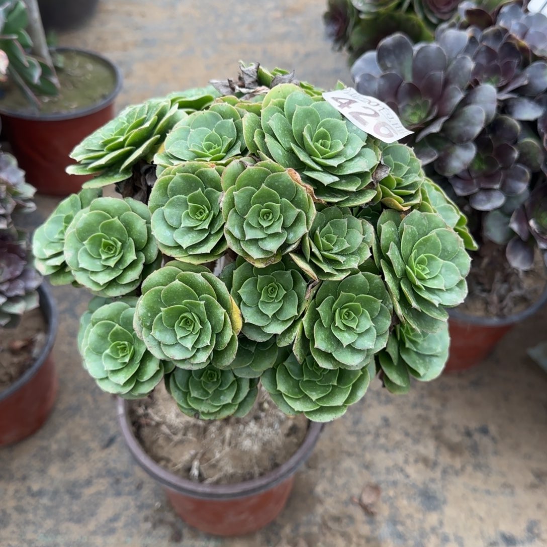 绿羊绒426满20包邮断枝不包