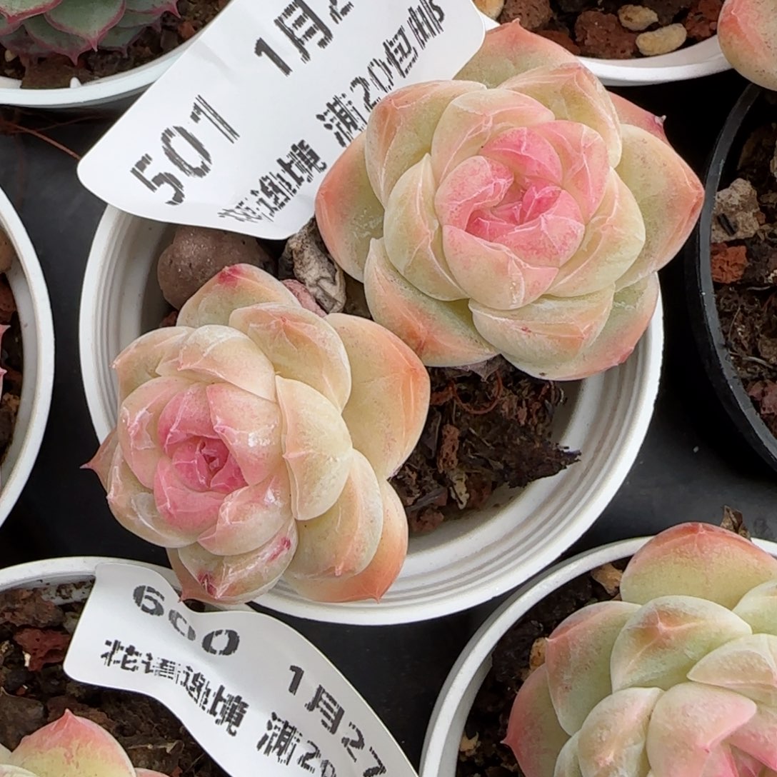 花语逸镜0127-501