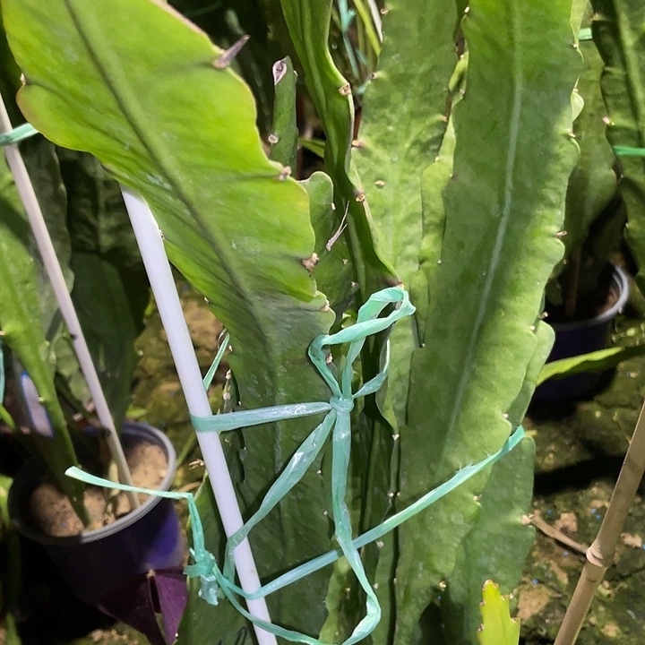 硬件荷花盆栽苗子210号