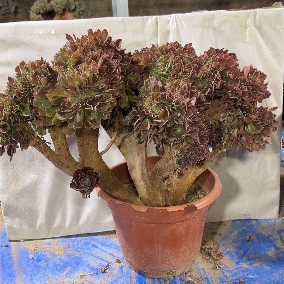 多379肉植物玫瑰缀花