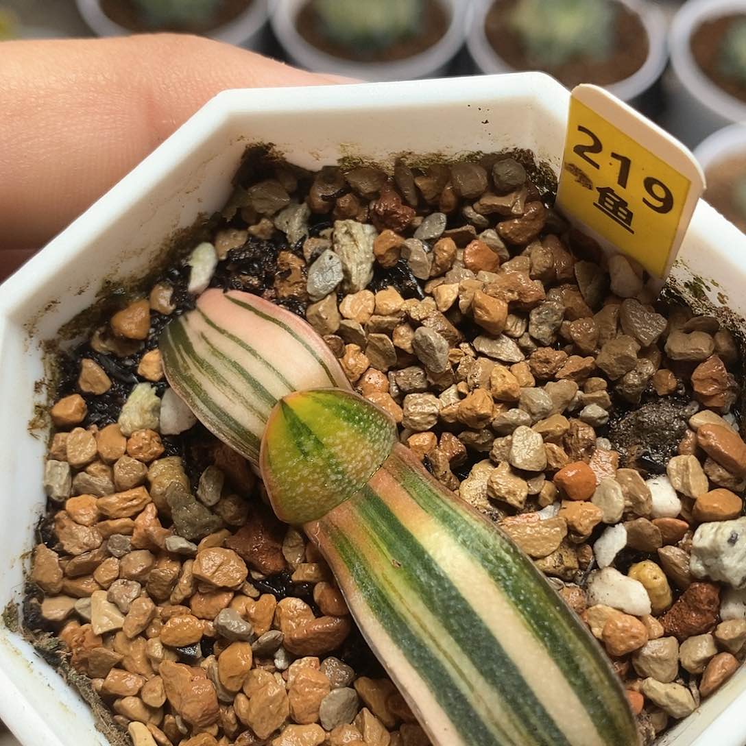 红陶219号珍珠卧牛锦