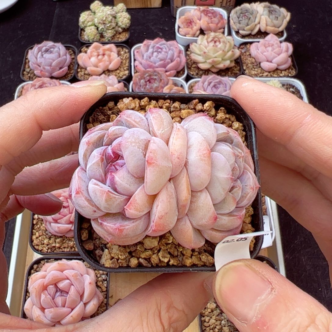 好看没名字57、哈哈