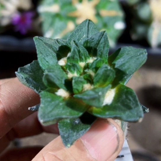 福利苗接大优龙角0718