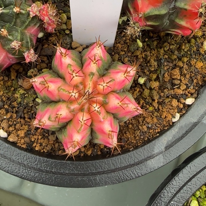 42-0207脱土发多肉