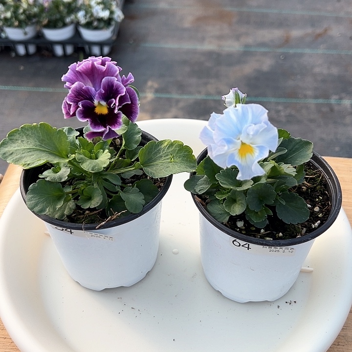 水晶抖音直播闪拍64