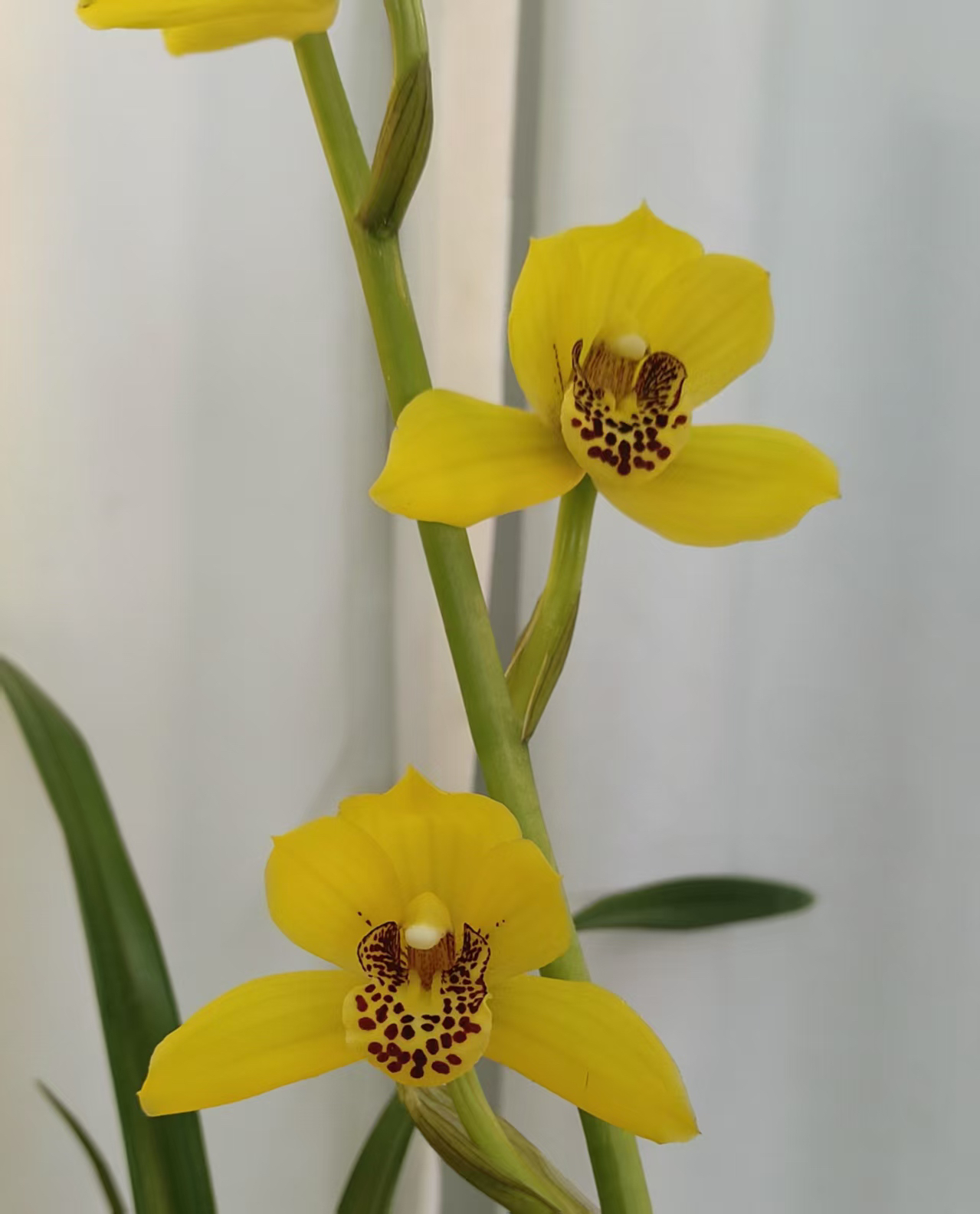 四季兰【金中国】花型漂亮 花期长 开花不分季节 好养易活