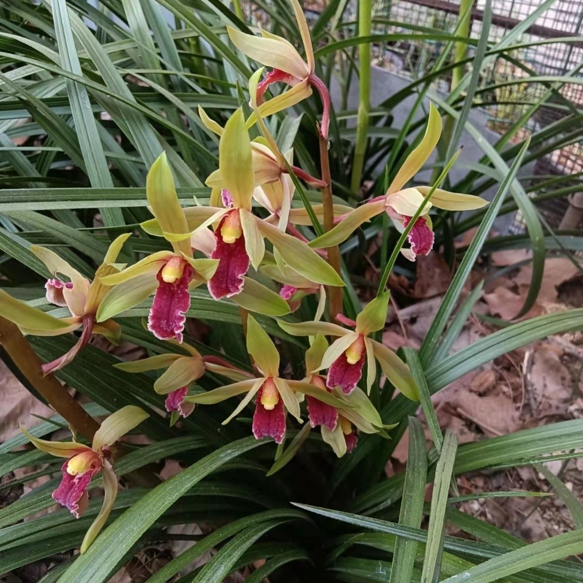 蕙兰春兰浓香型花草艺草 阳台庭院四季花卉绿植（直播间一物一拍）