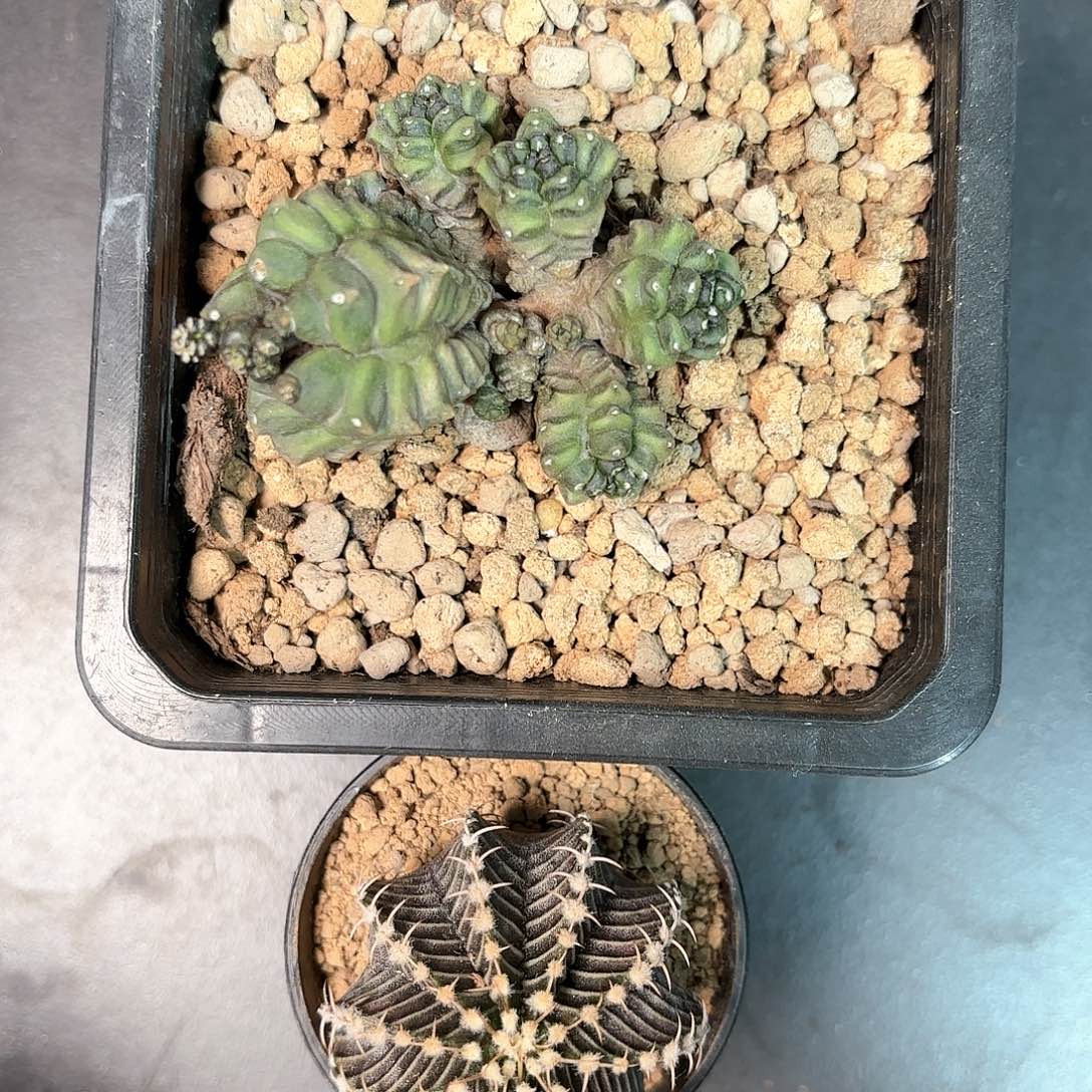 泰系米哈仙人球组合10号