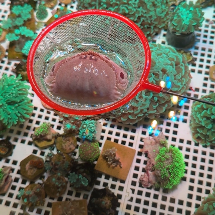 s***奶嘴海葵面包屑111111