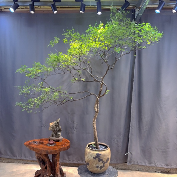 6号老桩海岛黄荆树造型盆景高2.4米宽2米形态飘逸优美禅意十足