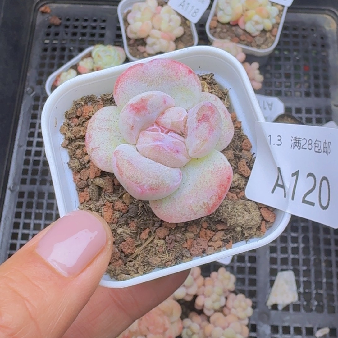 石化单头一颗带盆