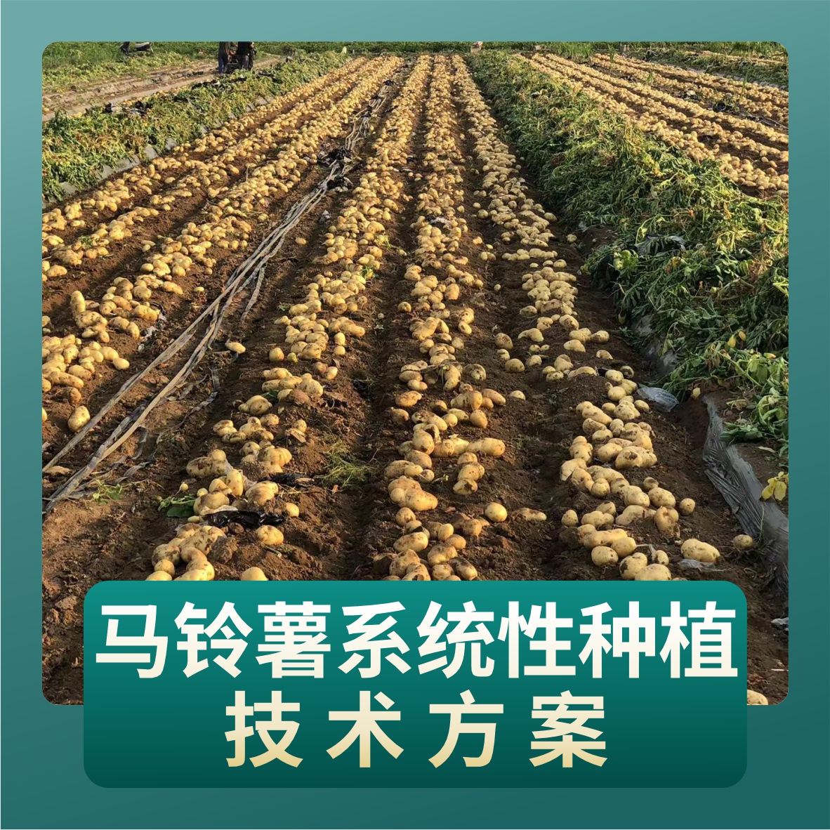 马铃薯系统性种植技术方案