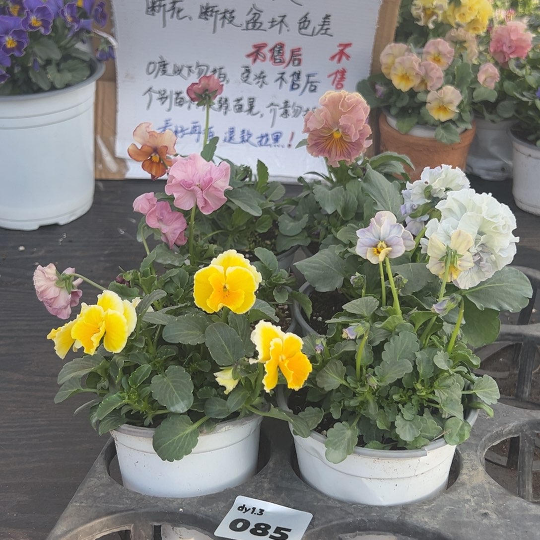 大部分花苞少量开放085号