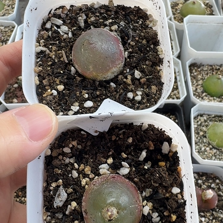 老马生石花2.4灯泡1823