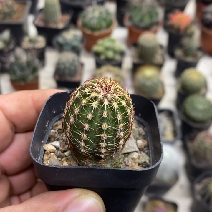 红刺青花虾特价福利