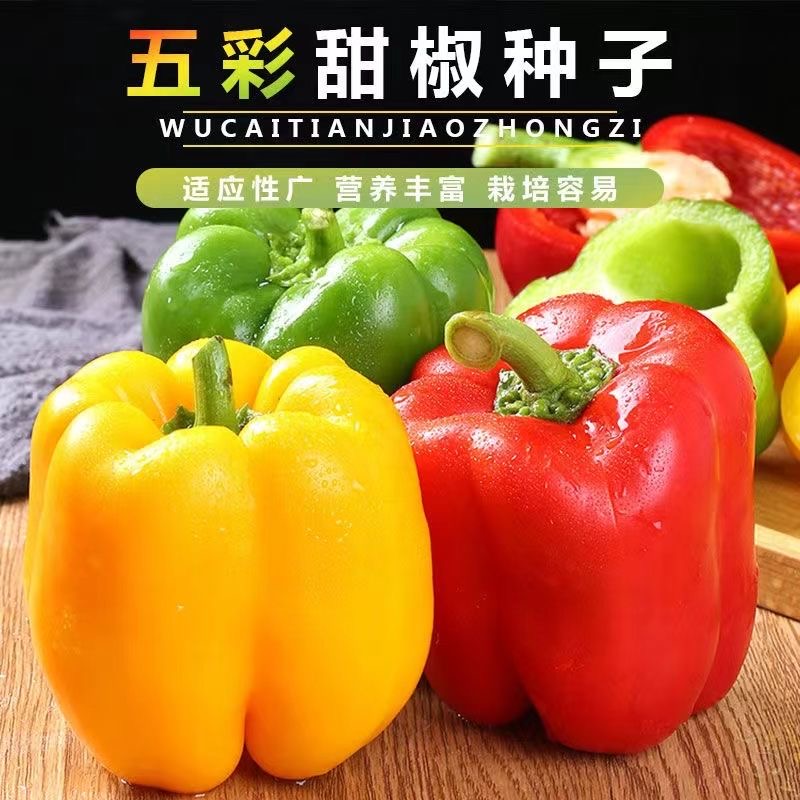 【五彩甜椒种子】甜椒种籽彩椒春季菜大田四季盆栽辣椒蔬菜种子