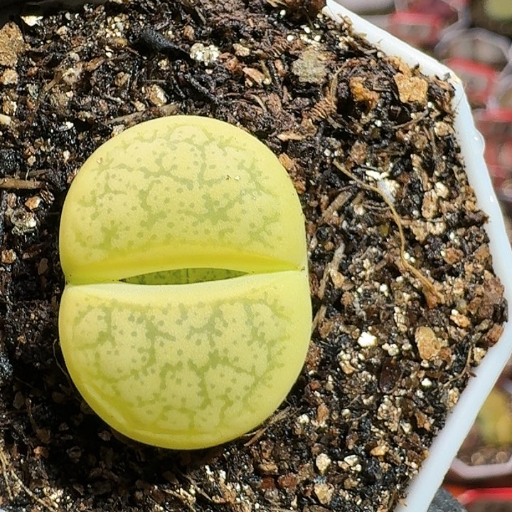 生石花11444。 125