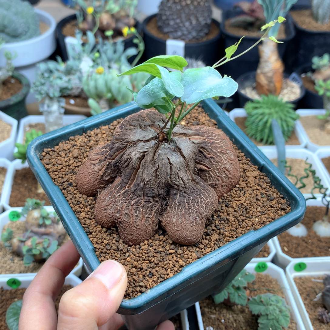 大象足龟甲龙带盆多肉