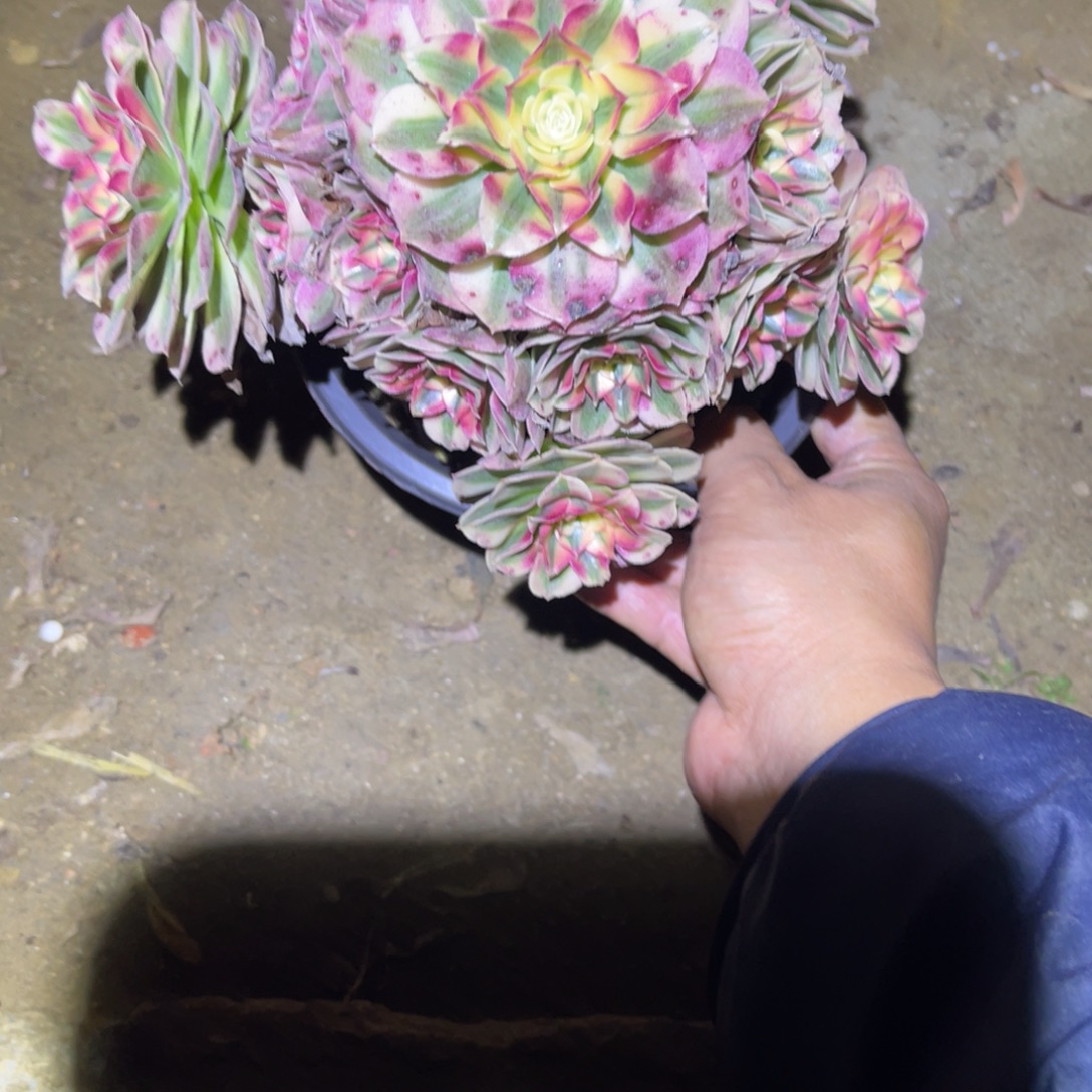 12-31-97倾城法师锦