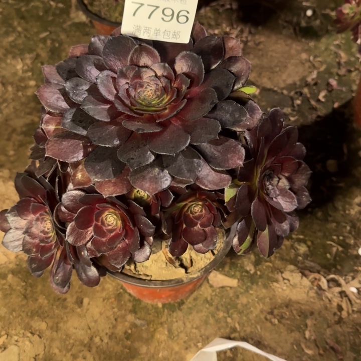 7796黑美人多肉植物