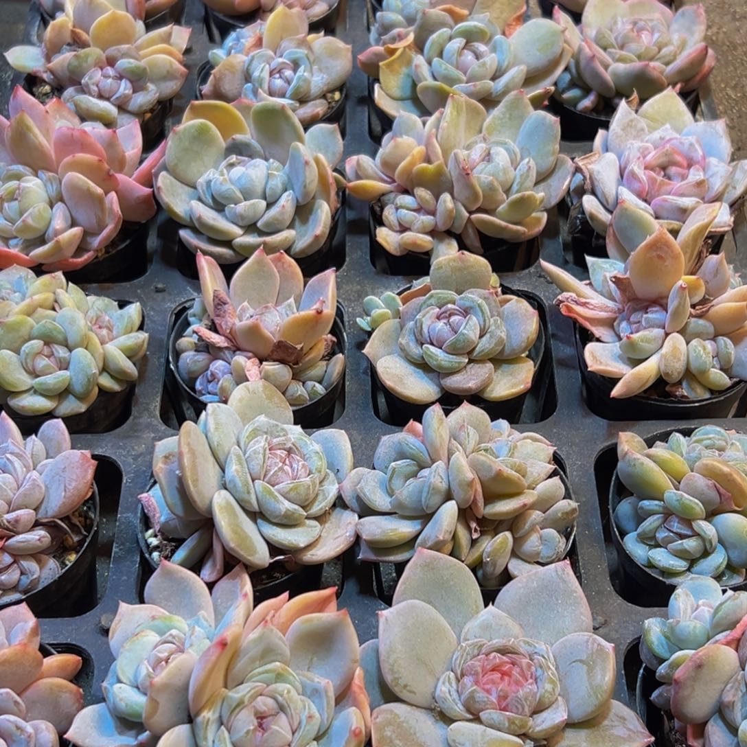 ꕥ***࿐059大热后加入盐调味至