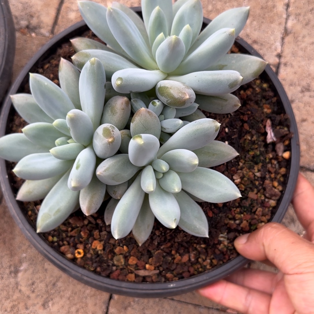 南***。哥特多肉植物多肉