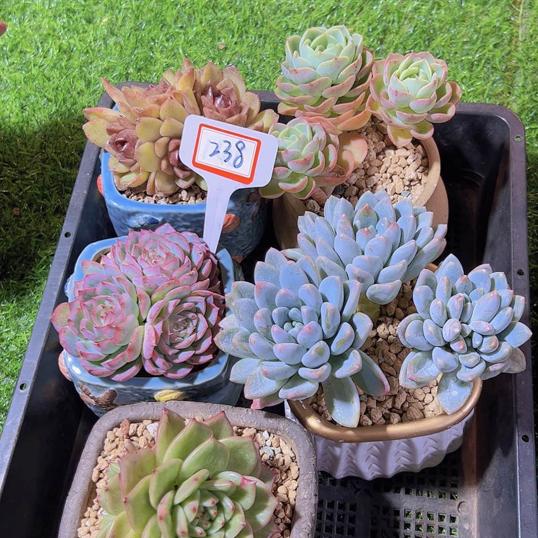 z****i238一框 不售后29.9