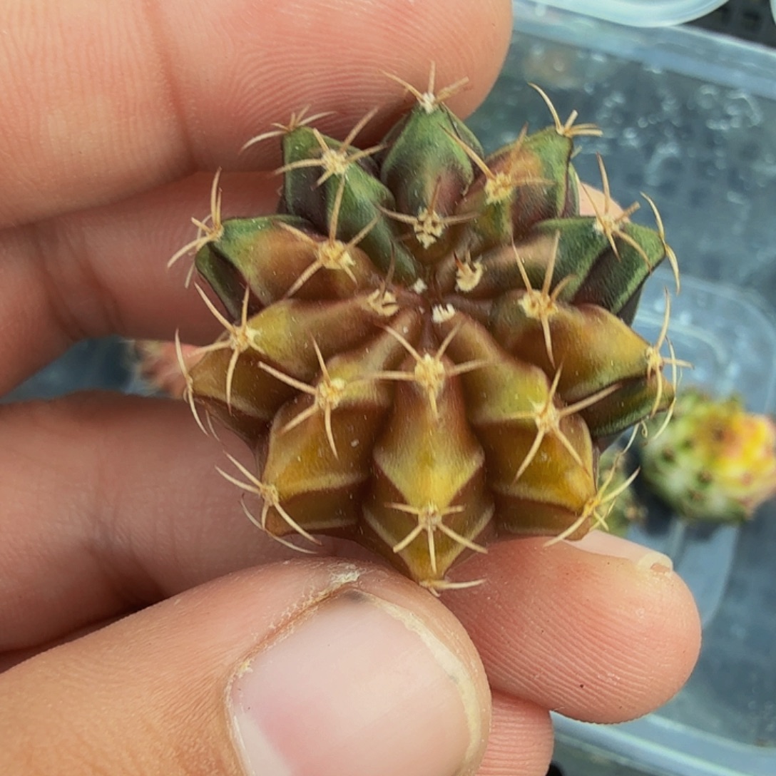 当前无花朵，栽培后可花朵