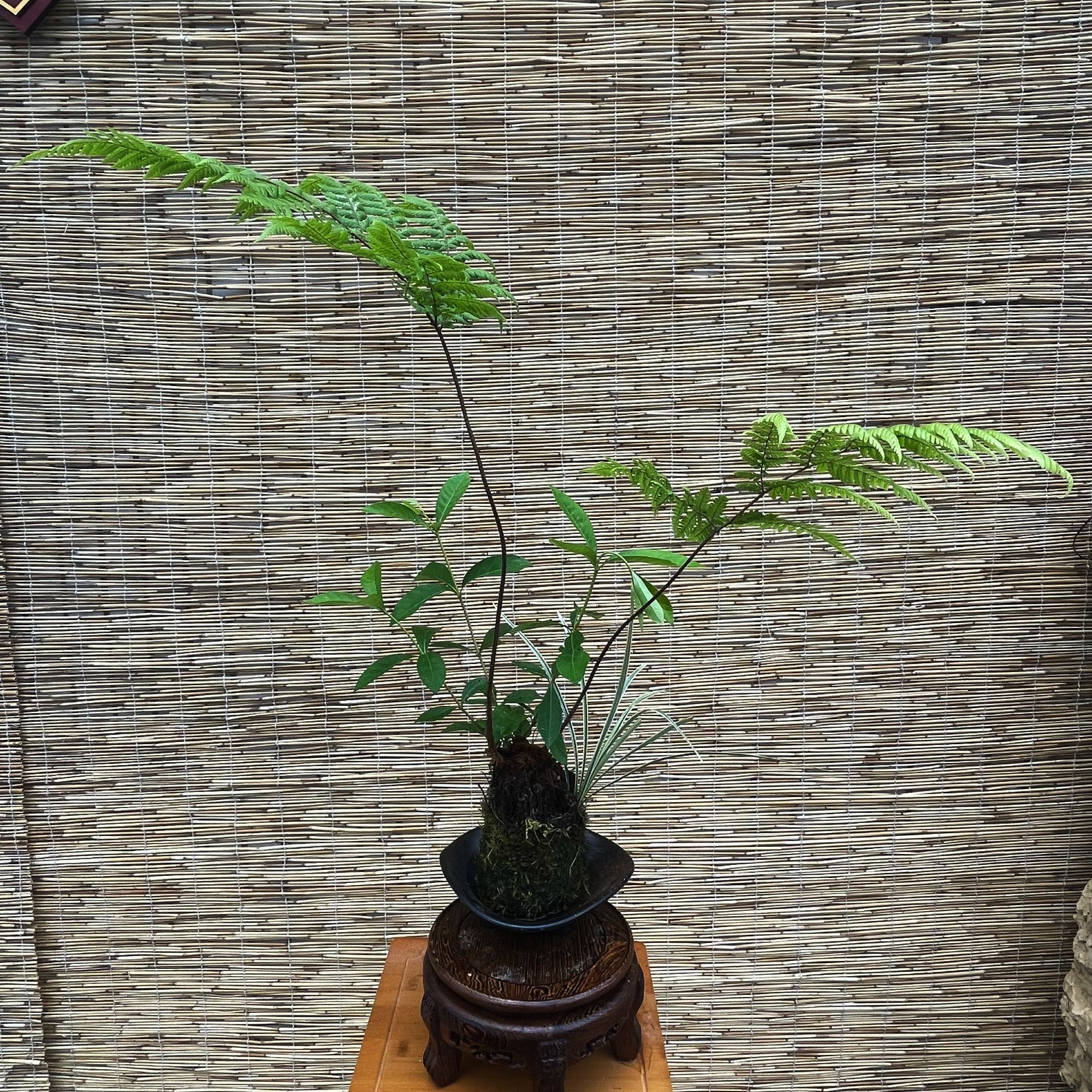 绿植茶室金丝虹鳞蕨室内禅意高端盆景一物一拍水培苔藓球（不含盆）