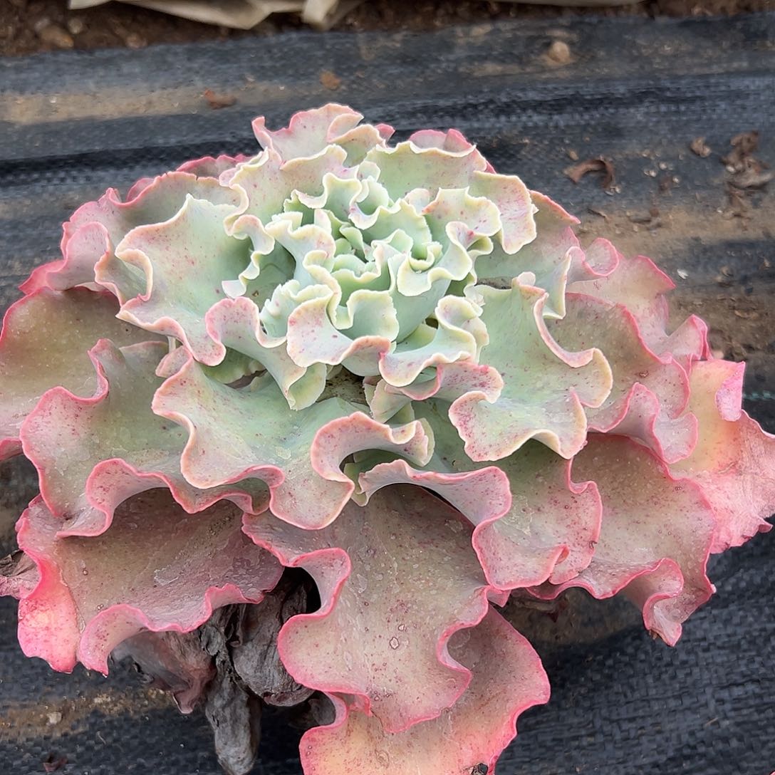 多肉植物高沙之翁