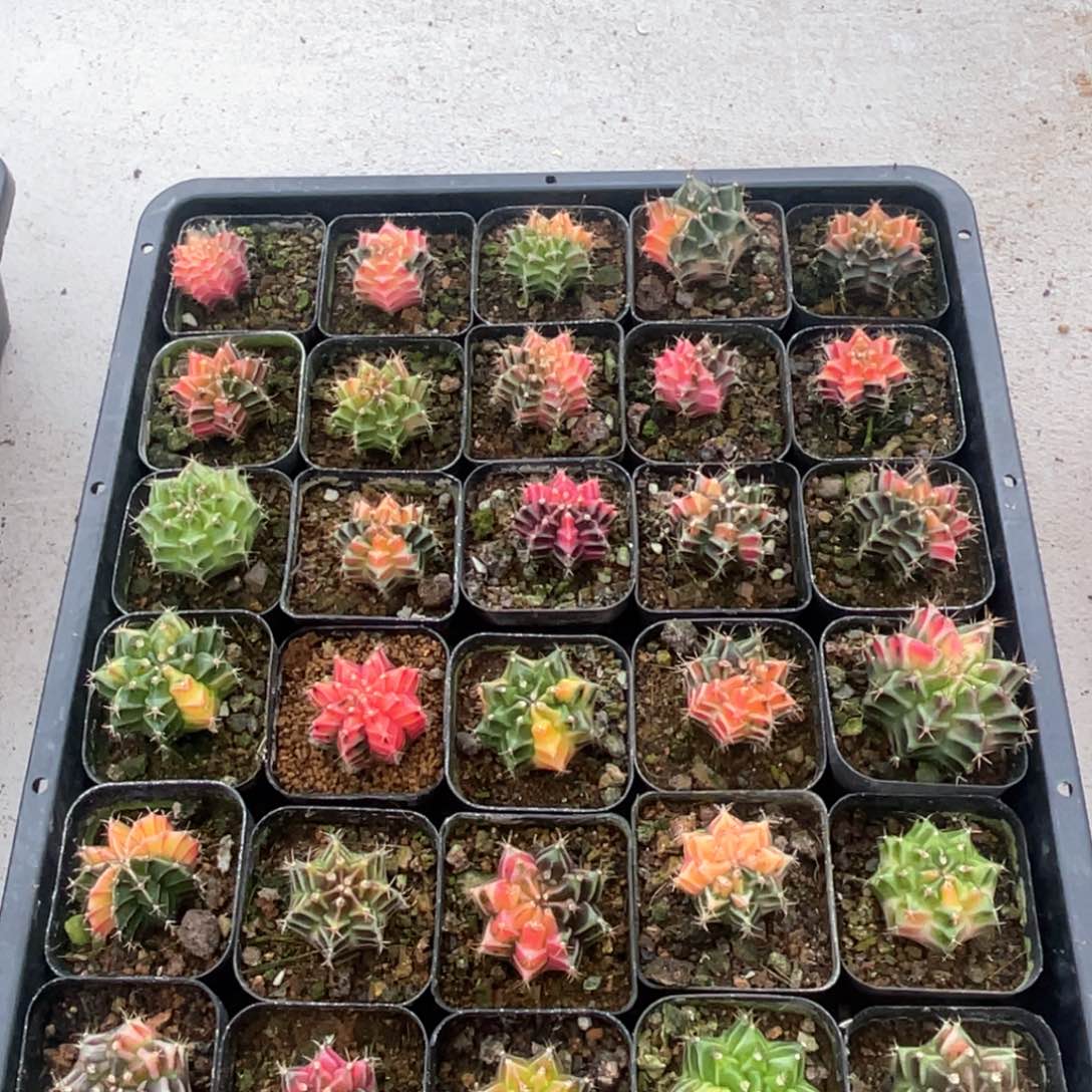 实生自播苗福利整筐拍