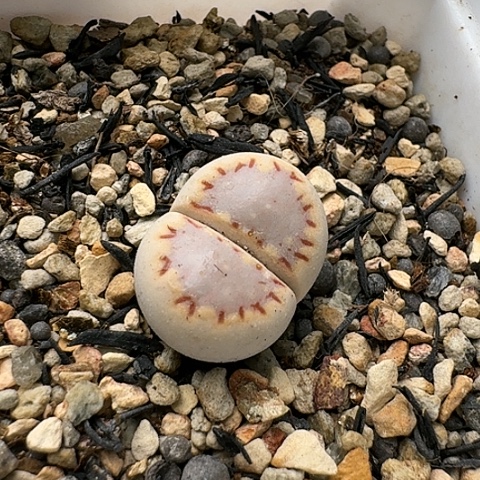 3341，171饼干母本带盆