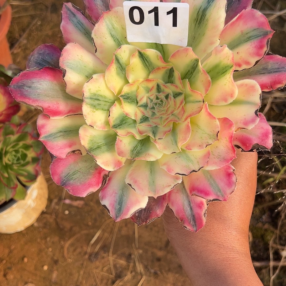 精品多肉植物011爱丽丝