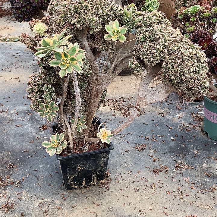 王***耀微瑕灿烂朵朵脱土发货啊