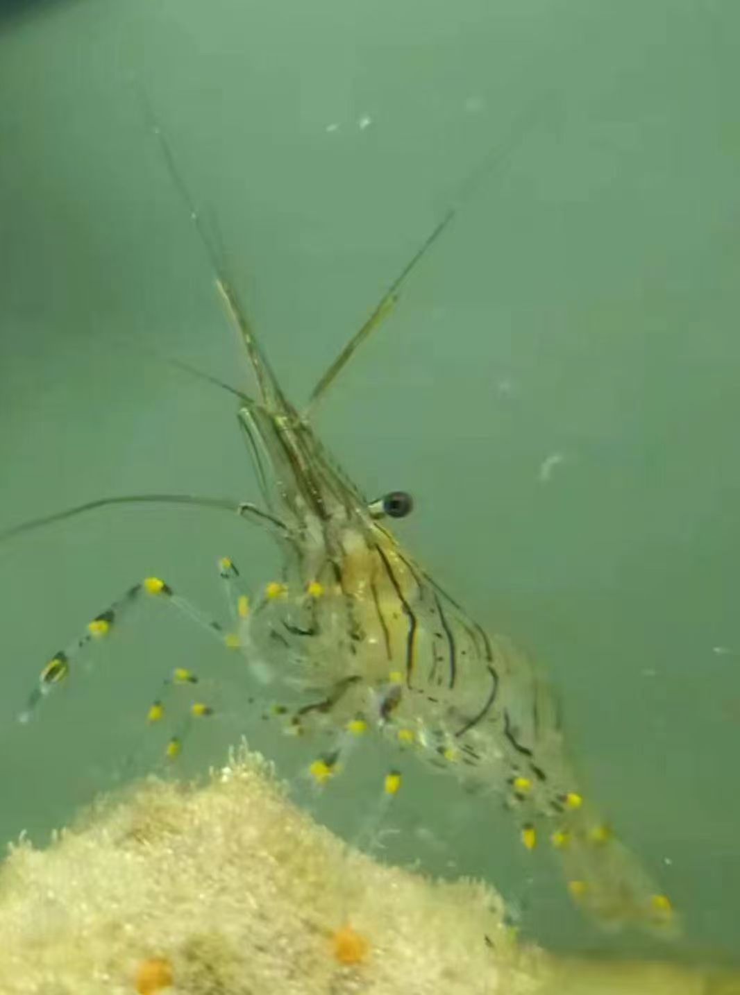 【直播间专拍】太平洋长臂虾8只