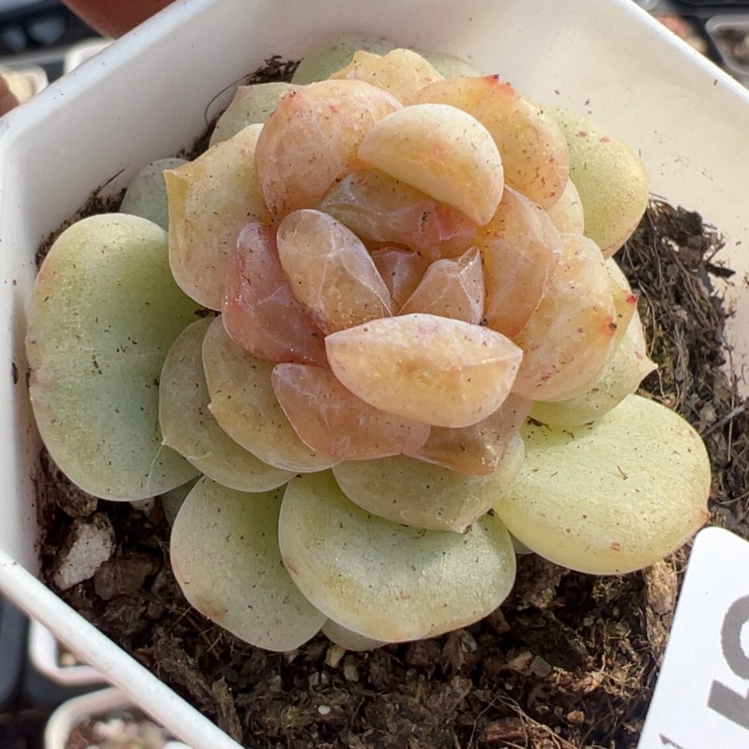 小卡拉米糖心一物一拍13-65