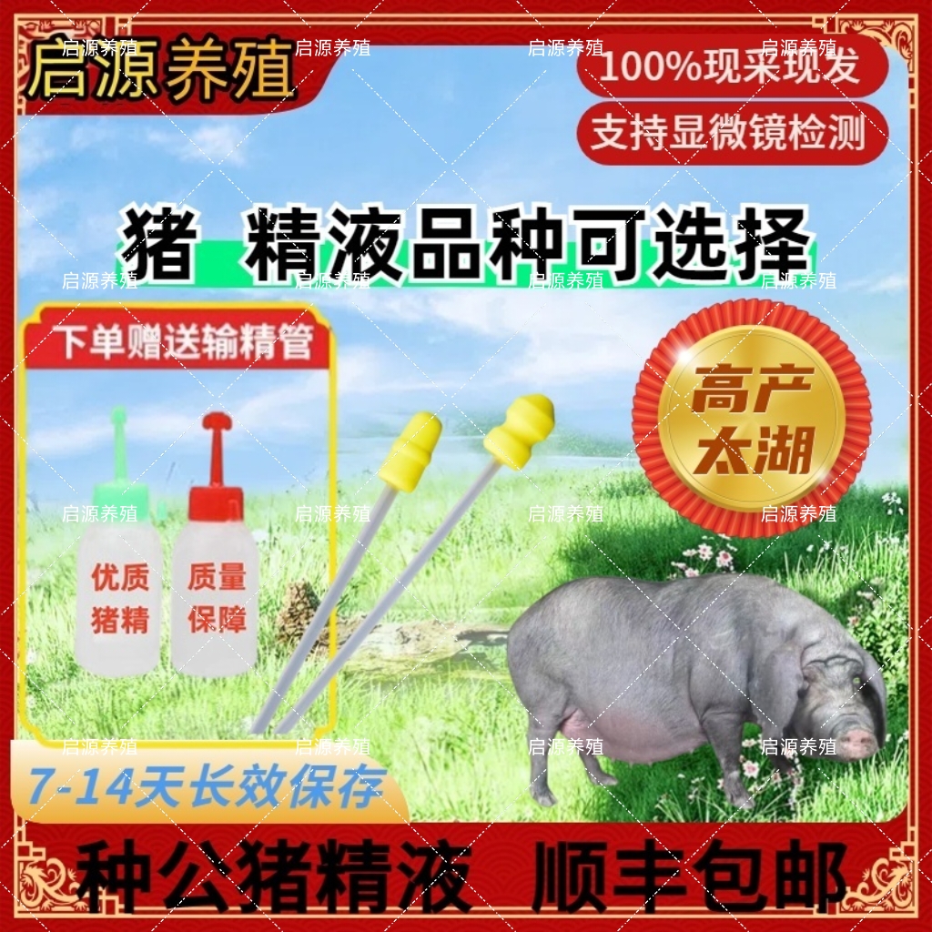 太湖种公猪精液一件包邮包对版母猪用输精管猪用耗材产品