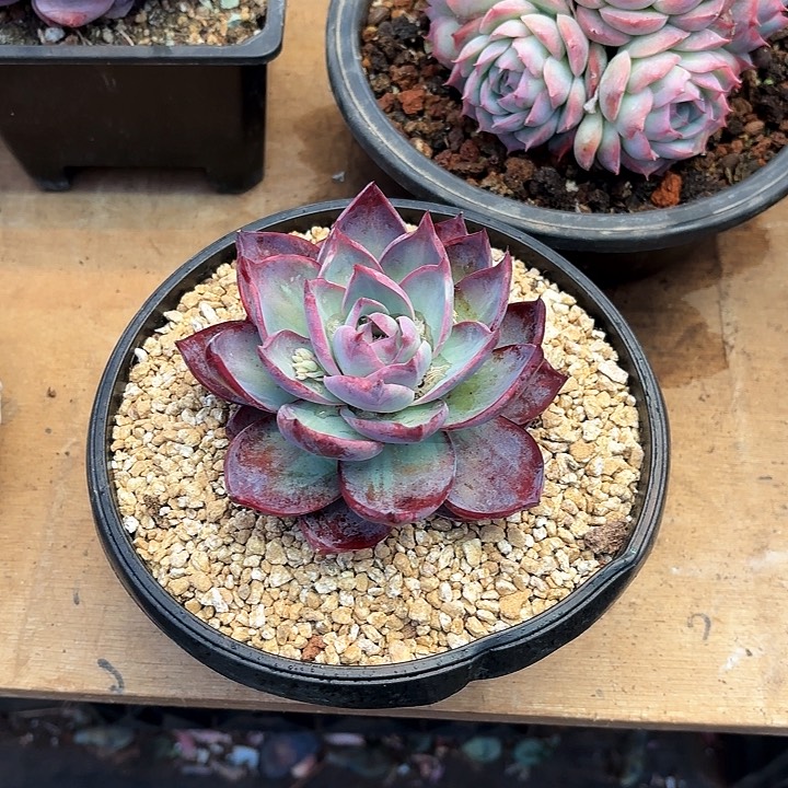 多肉植物，惊魂仙子