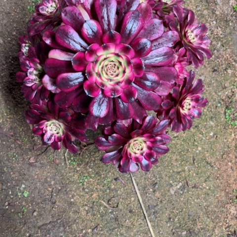 多肉植物美姬锦。