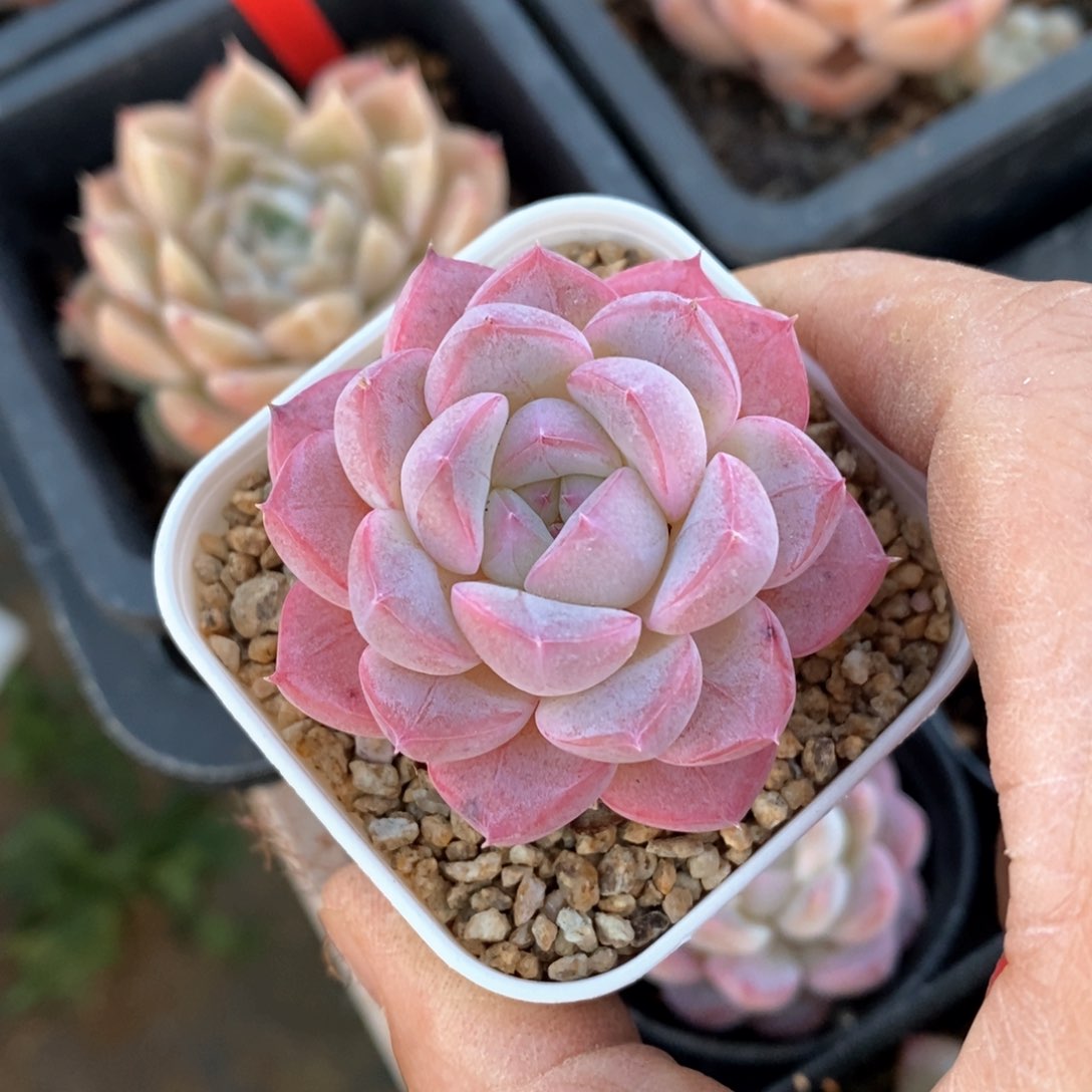 精品多肉一物一拍不包整81