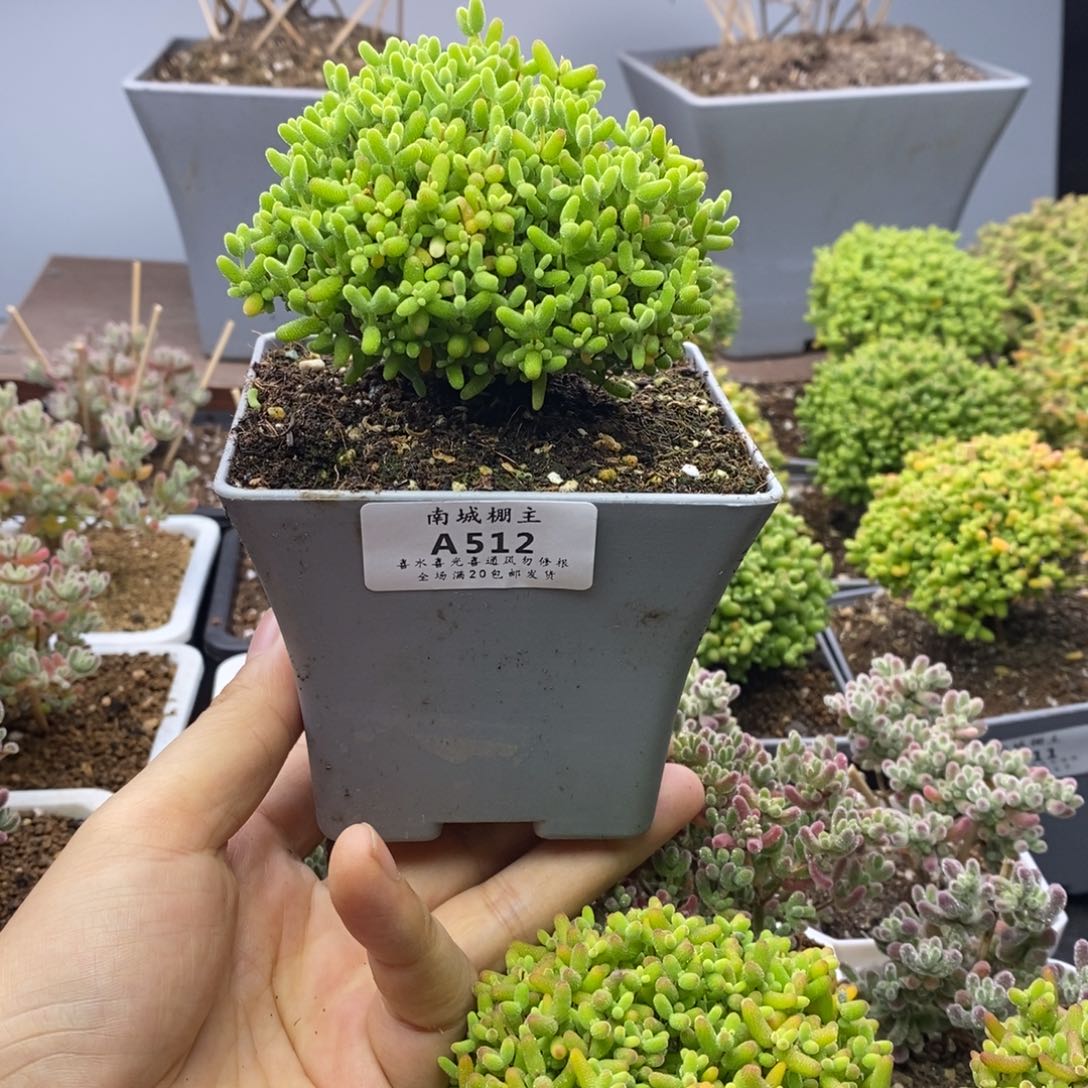 512蜜橘糖球枝干番杏