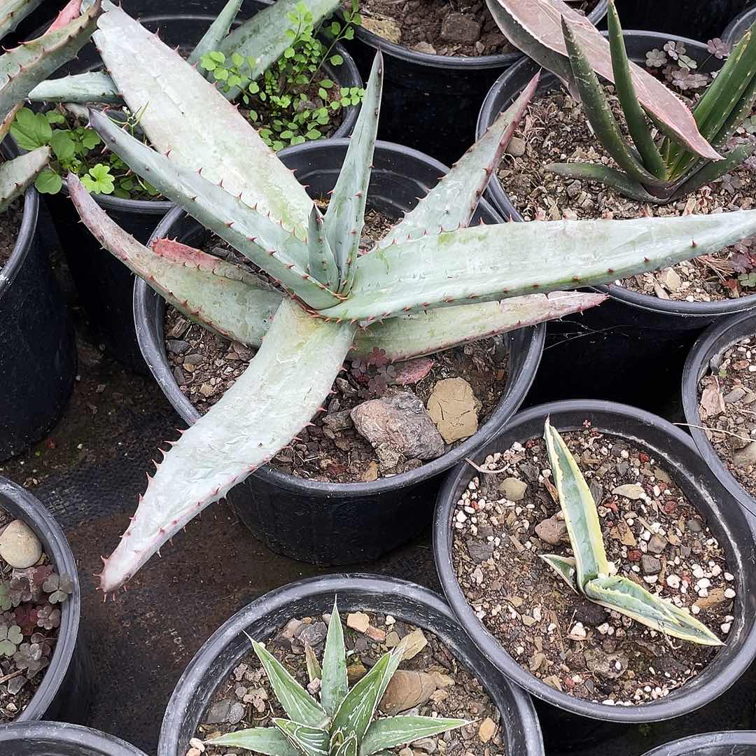 无花朵好望角芦荟