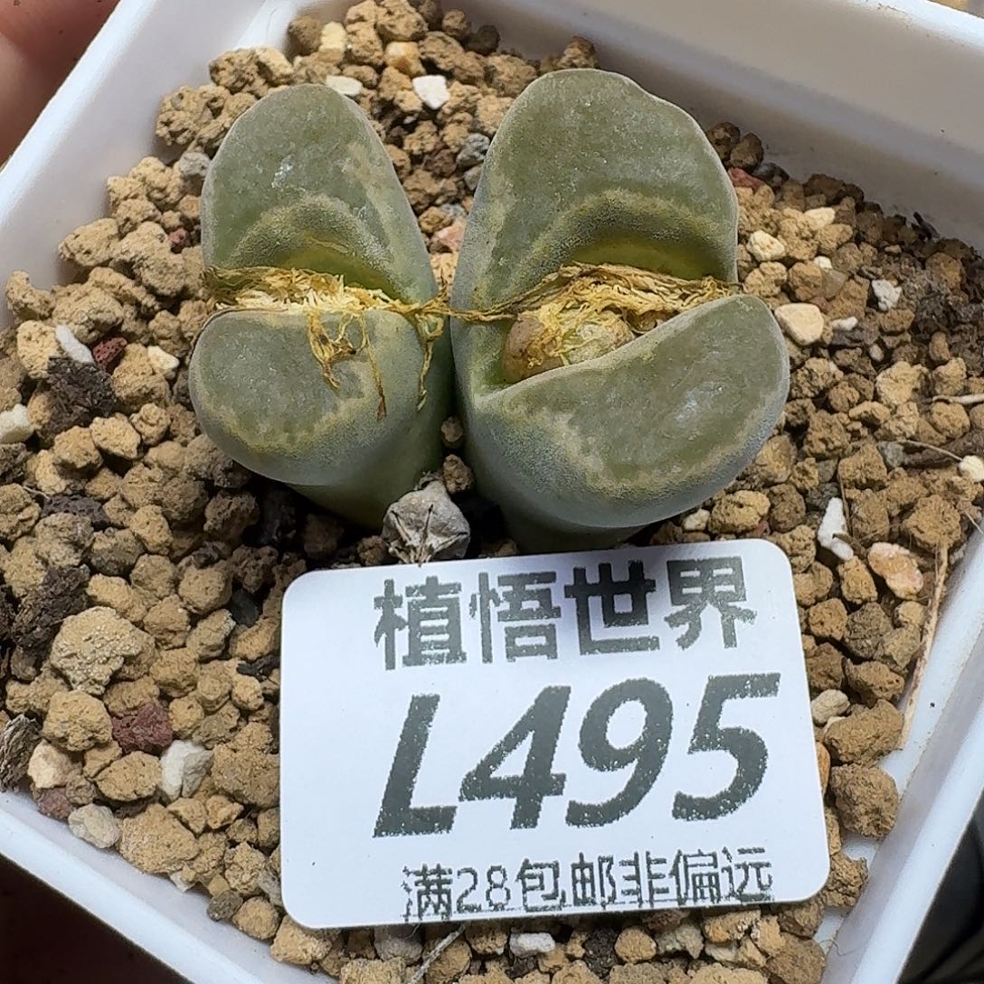 多肉植物的人啊ghnn