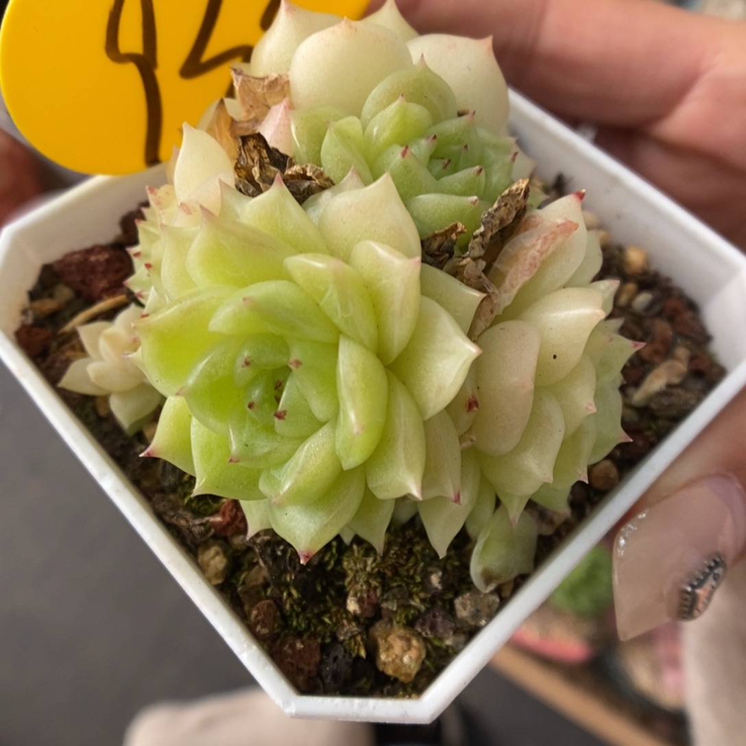 k***n橘柚麦秆933号。    