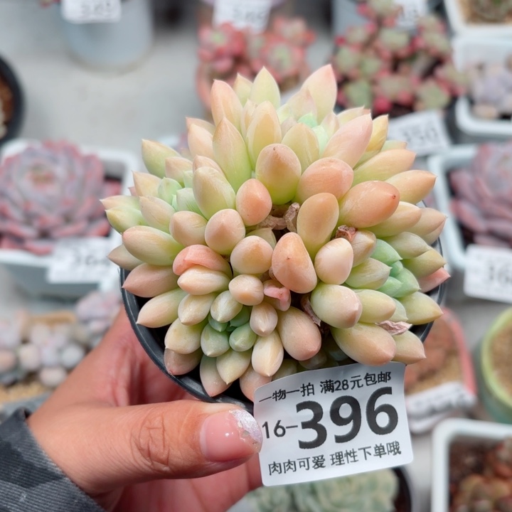 星空美人多多肉多肉植物多肉