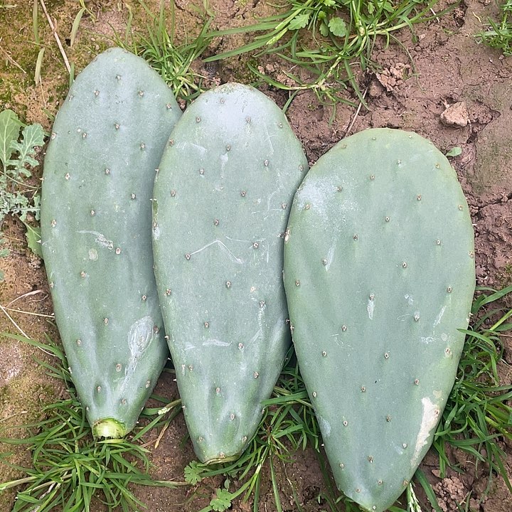 用***康仙人掌宝塔黄果种植片