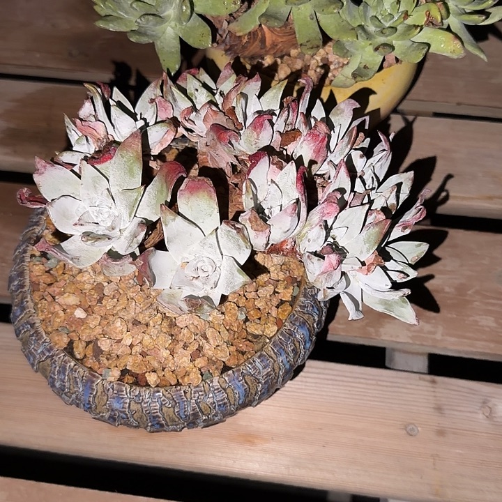 兰***姬苹果叶仙女杯多肉植物