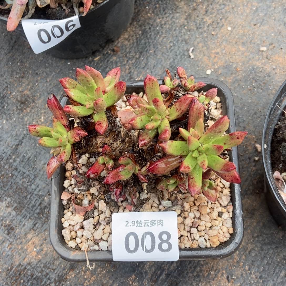 008法诺多肉植物