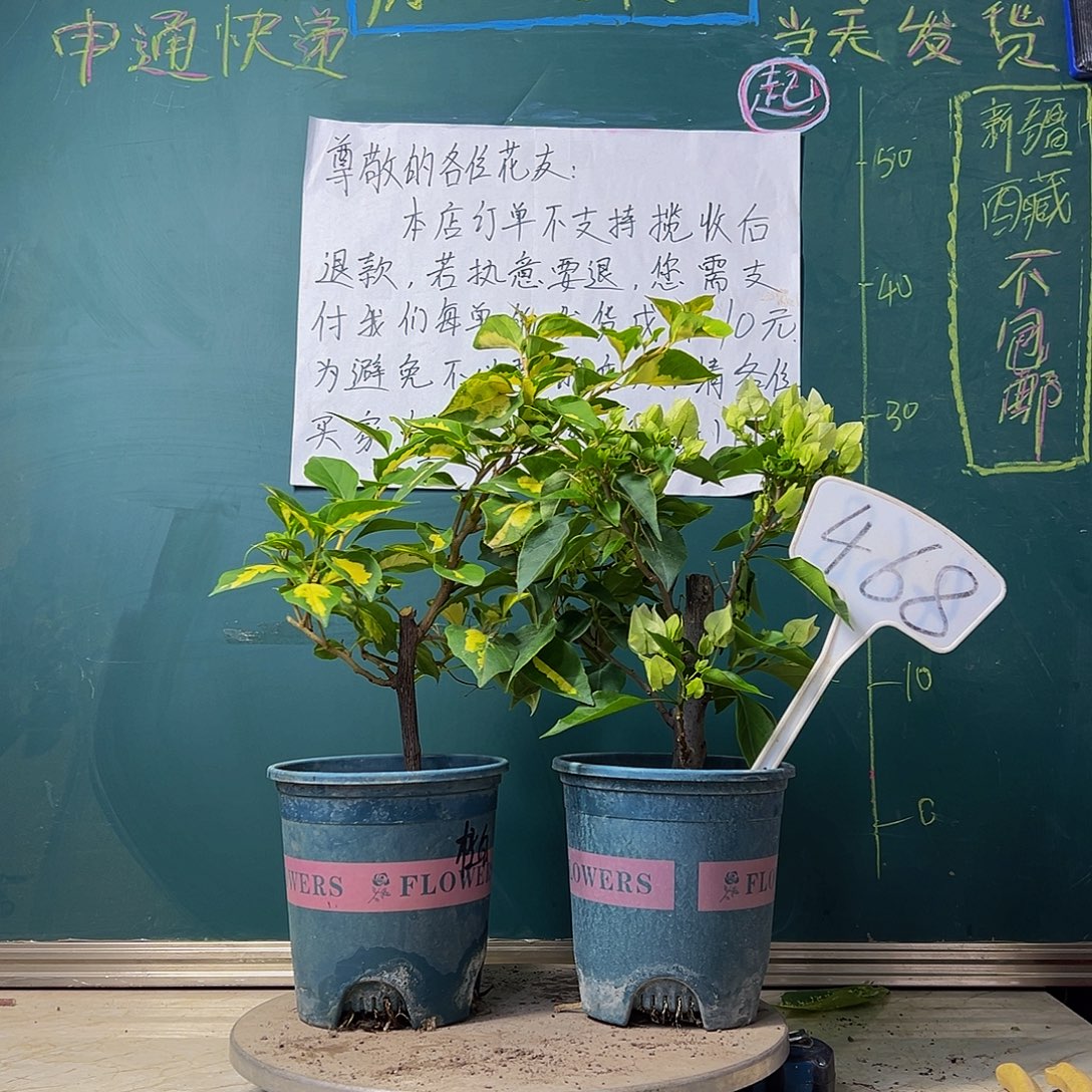 当前无花栽培后可以开花金心橙白 维拉白468