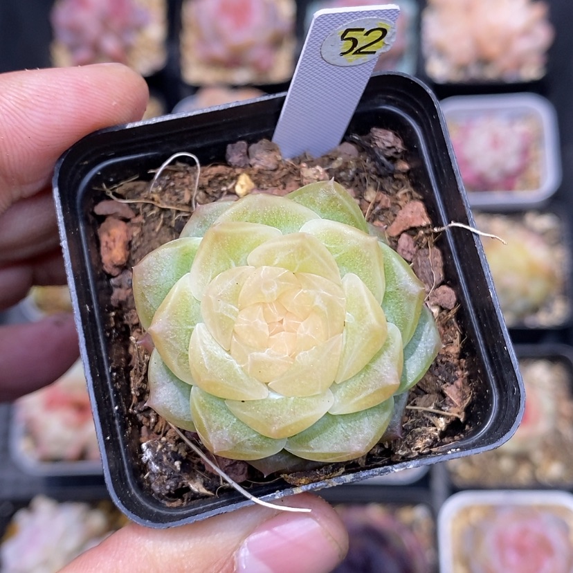 【闪购商品】周****9无尽灯52多肉